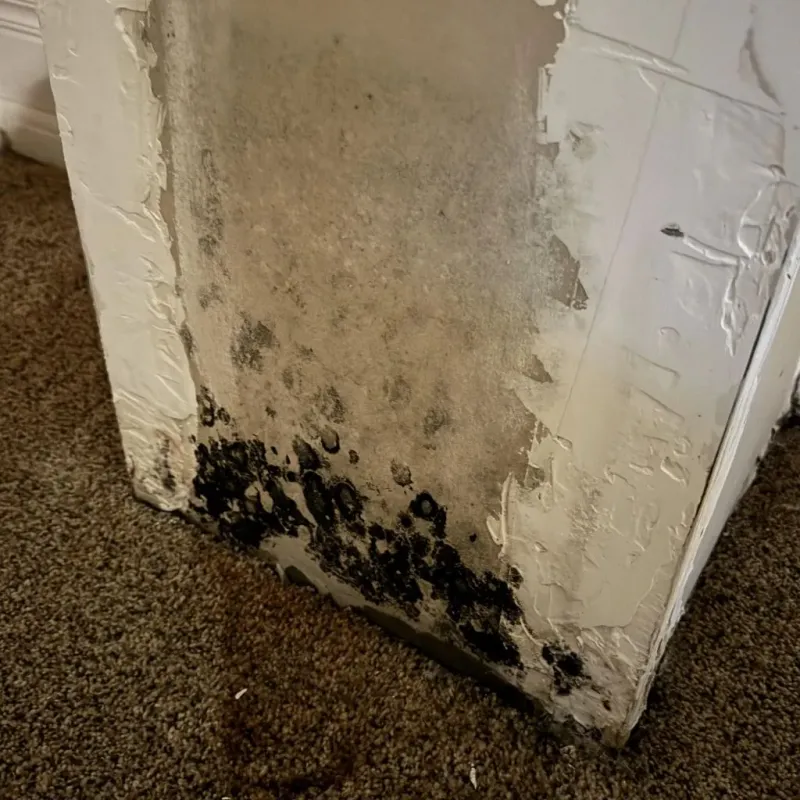 Professional Mold Removal in Murray County, GA